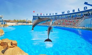 Photo Dolphin World